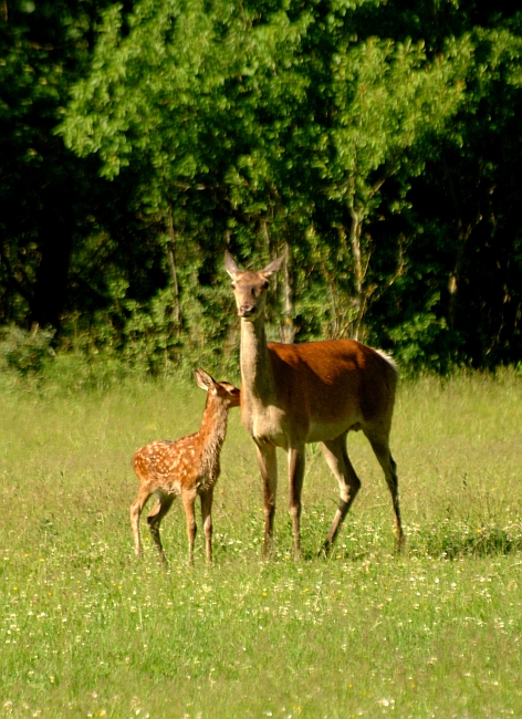 Cerbiatto in allattamento